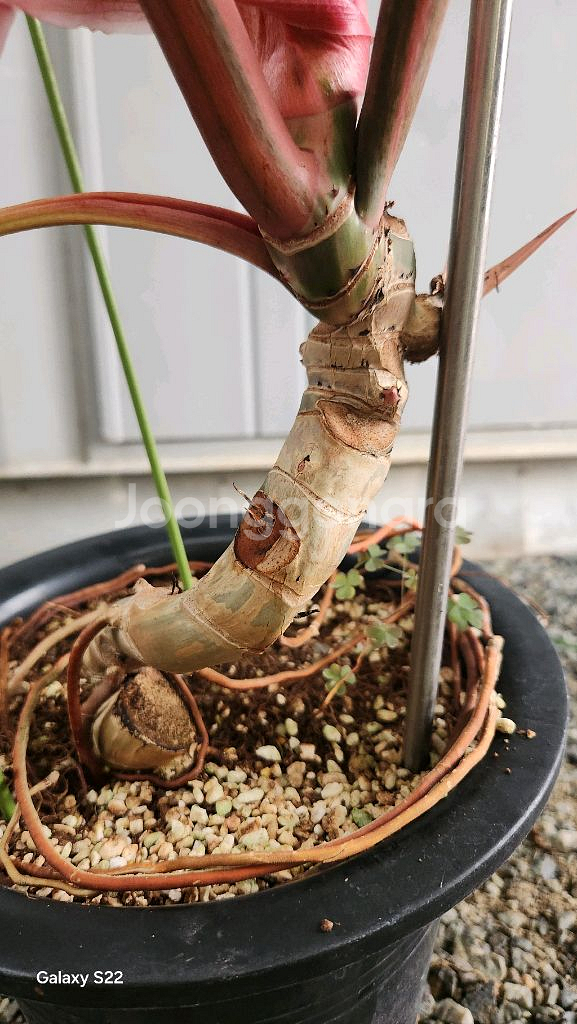 필로덴드론 카라멜마블--6