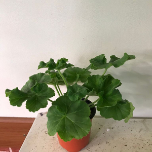 UG실크로드 러시아 제라늄