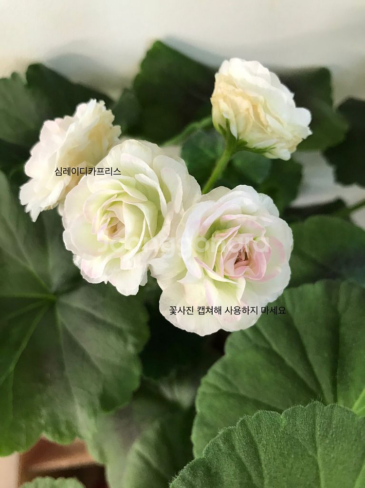심레이디카프리스 러시아 제라늄--0