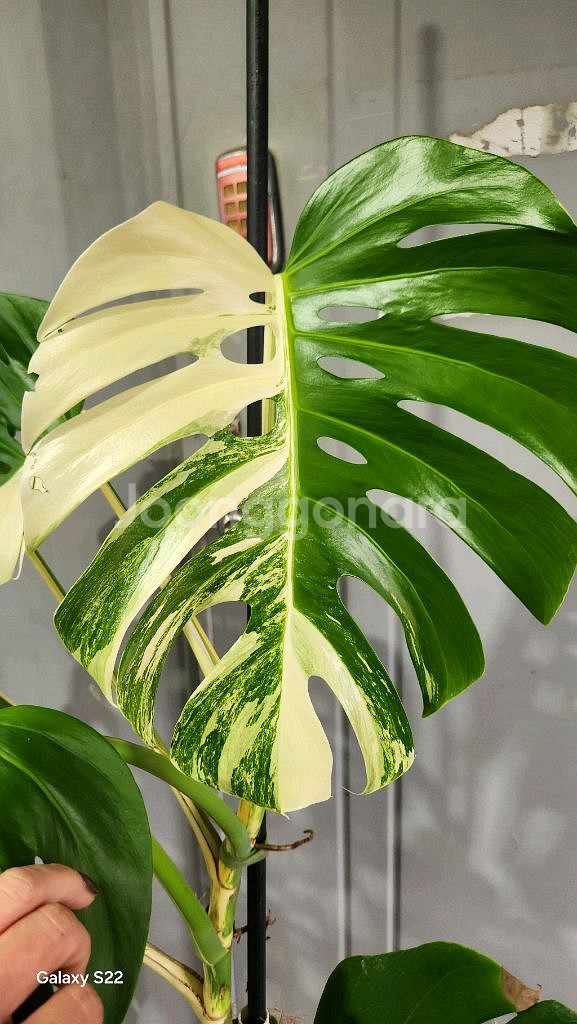 몬스테라알보--3