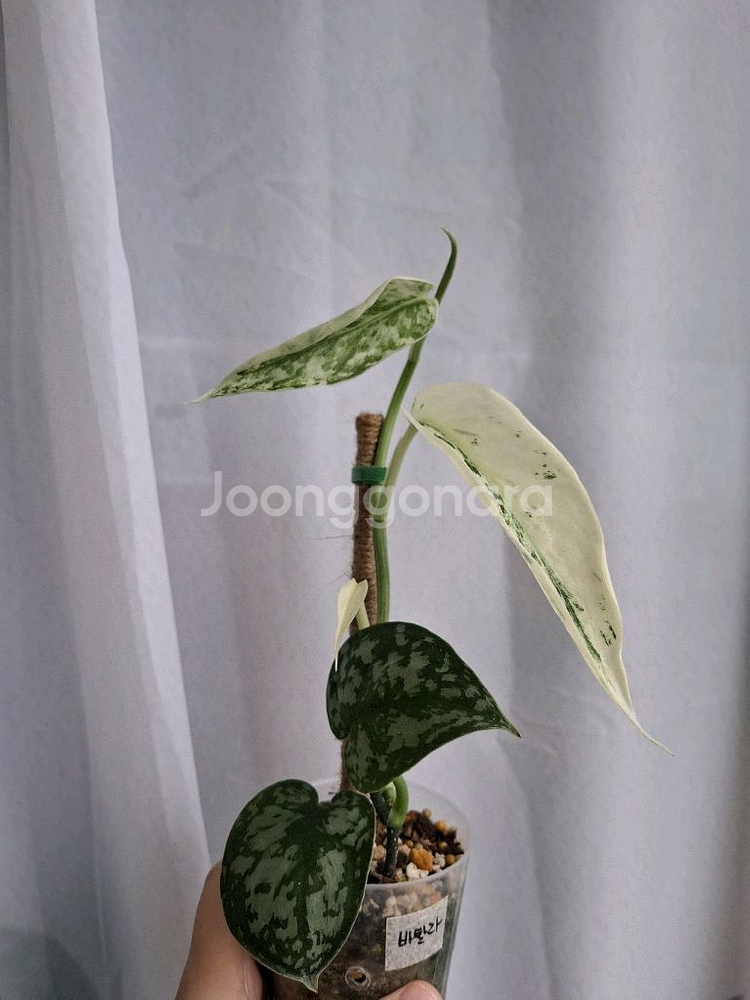 스킨답서스 바탈라 택포--0