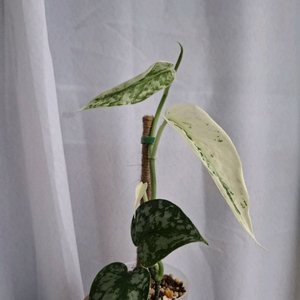 스킨답서스 바탈라 택포