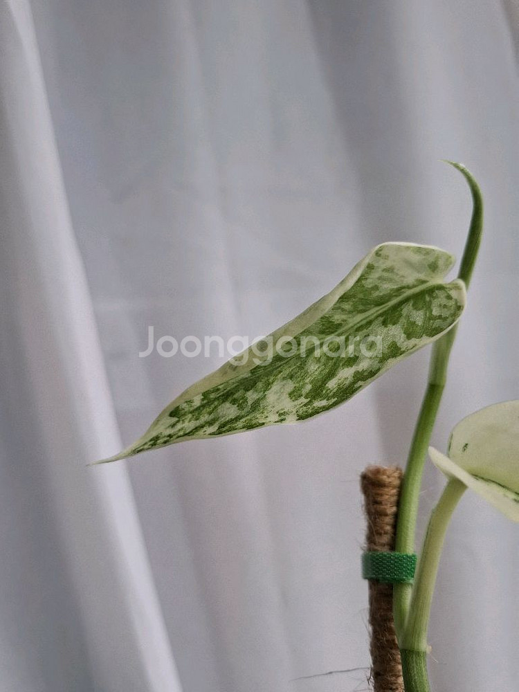 스킨답서스 바탈라 택포--1