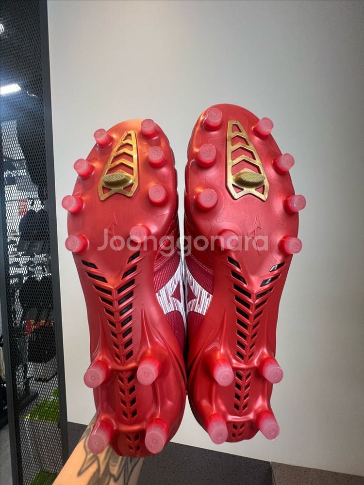 모렐리아네오 IV 베타 MD 260 (일본산)--8