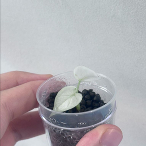 알로카시아 실버드래곤 알보 바리 콧물 1번