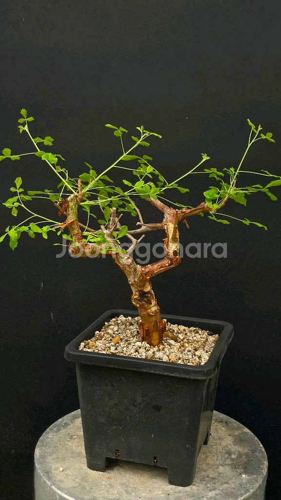 코미포라 오르비쿨라리스 (아프리카식물/코덱스)--0