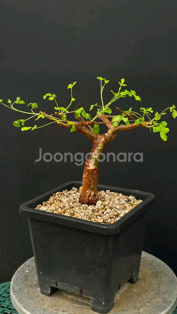 코미포라 오르비쿨라리스 (아프리카식물/코덱스)--1