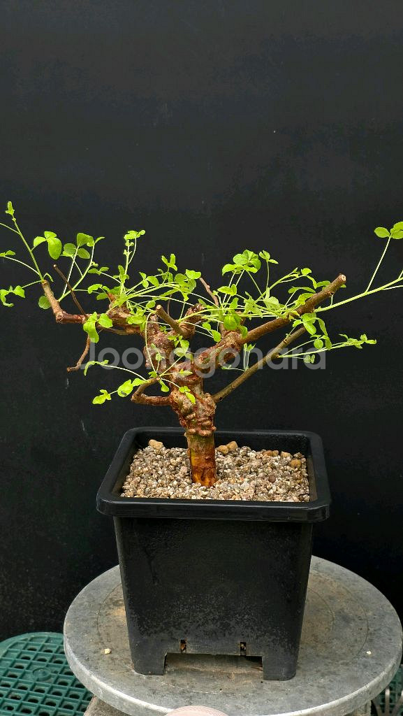 코미포라 오르비쿨라리스 (아프리카식물/코덱스)--2