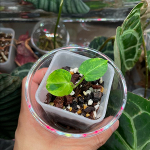 크리스탈리넘계열 하브바리