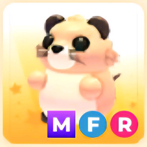 입양하세요 MFR 사향쥐