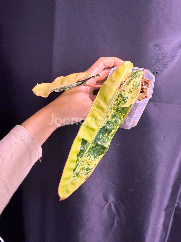 필로덴드론 빌리에티에 바리에가타--1