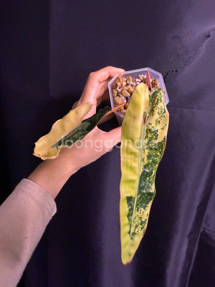 필로덴드론 빌리에티에 바리에가타--0