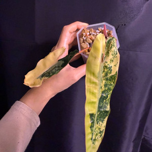 필로덴드론 빌리에티에 바리에가타