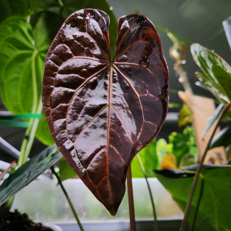 안스리움 에오스 파필--2