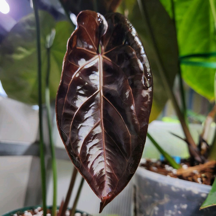 안스리움 레크 킹오스--1