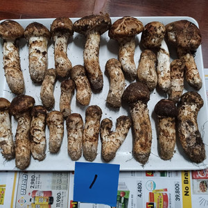 국내산 송이버섯 (1kg 25만원)
