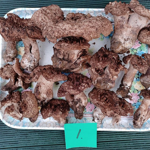 국내산 능이버섯 (1kg 14만원)