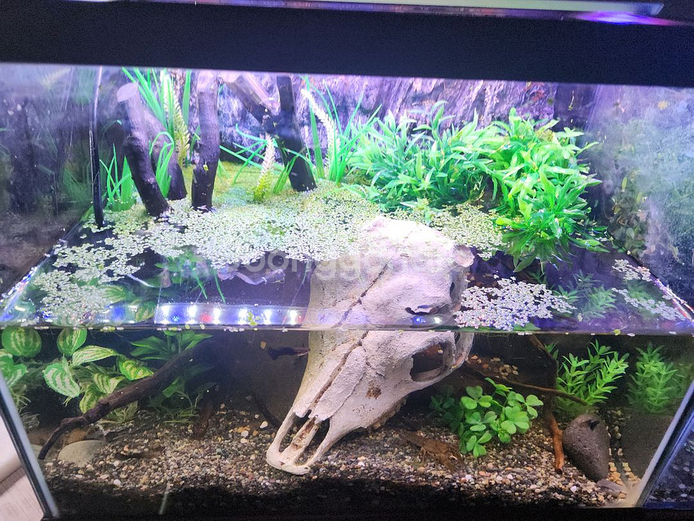 암흑의 늪지대 가재 어항--0