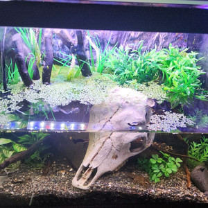 암흑의 늪지대 가재 어항