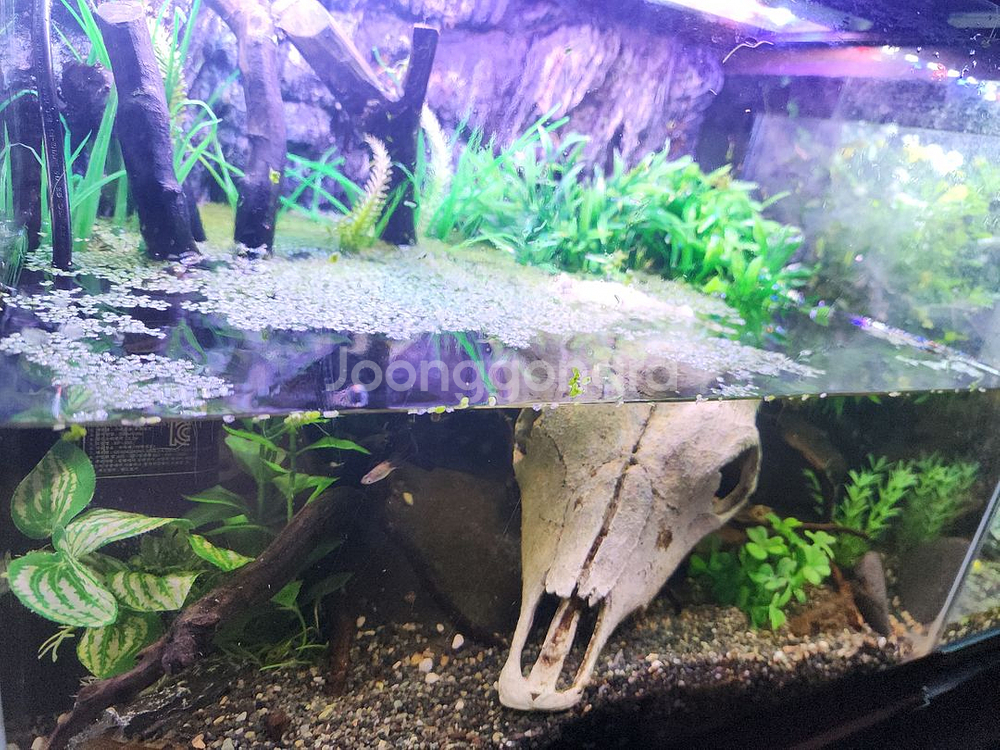 암흑의 늪지대 가재 어항--3