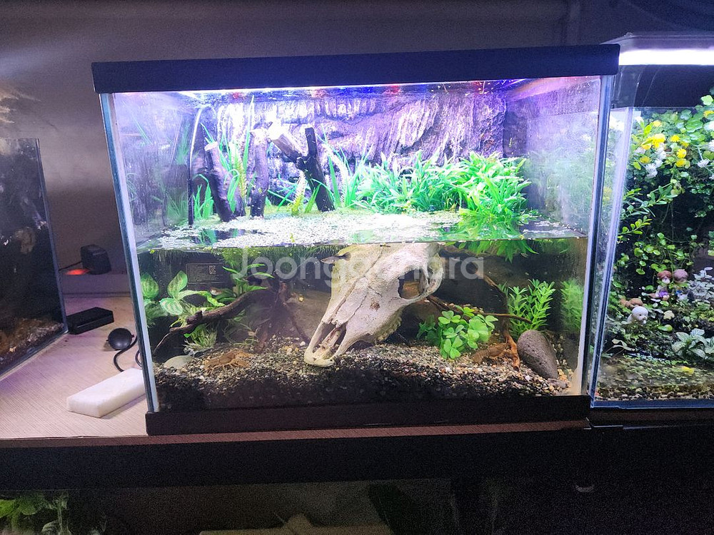 암흑의 늪지대 가재 어항--4