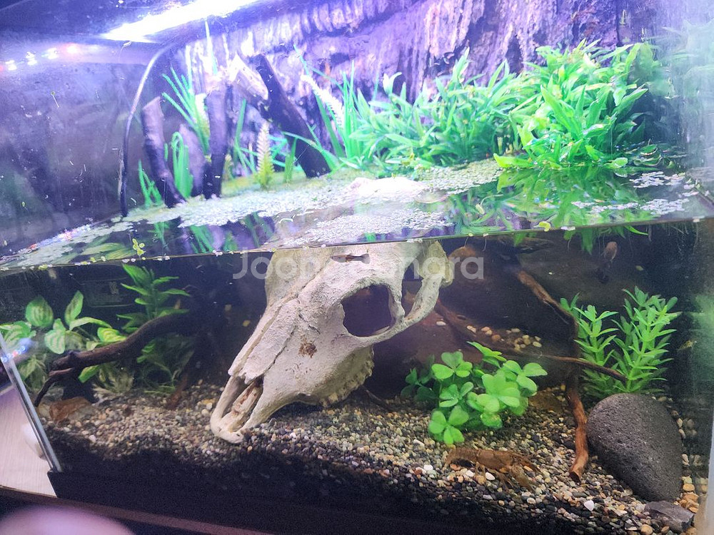 암흑의 늪지대 가재 어항--2