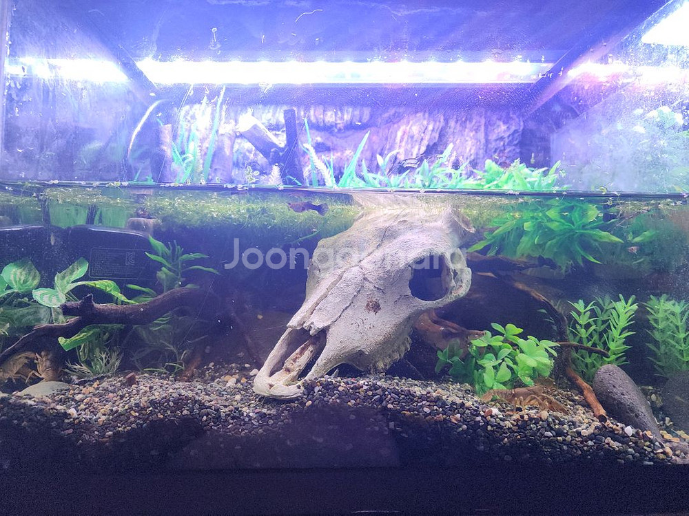 암흑의 늪지대 가재 어항--1