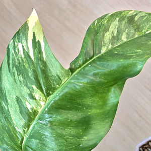 에피프레넘 피나텀 바리에가타