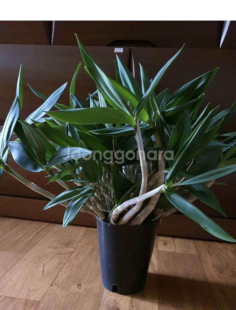 대품긴기아난새로운줄기와잎이계속생겨남저렴히1만원--4