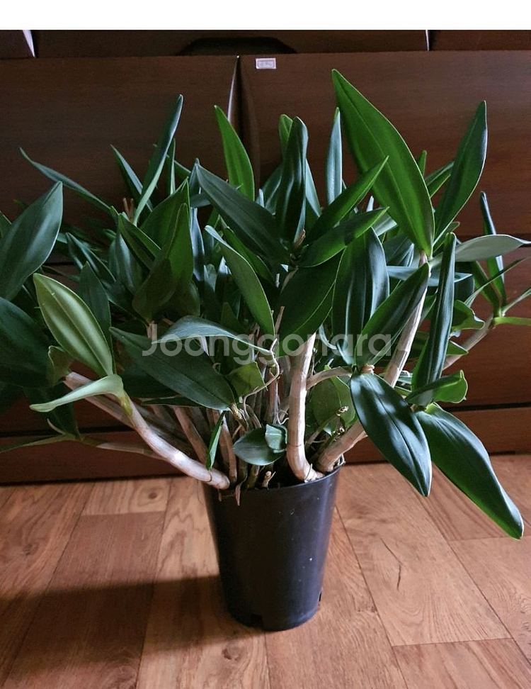 대품긴기아난새로운줄기와잎이계속생겨남저렴히1만원--3