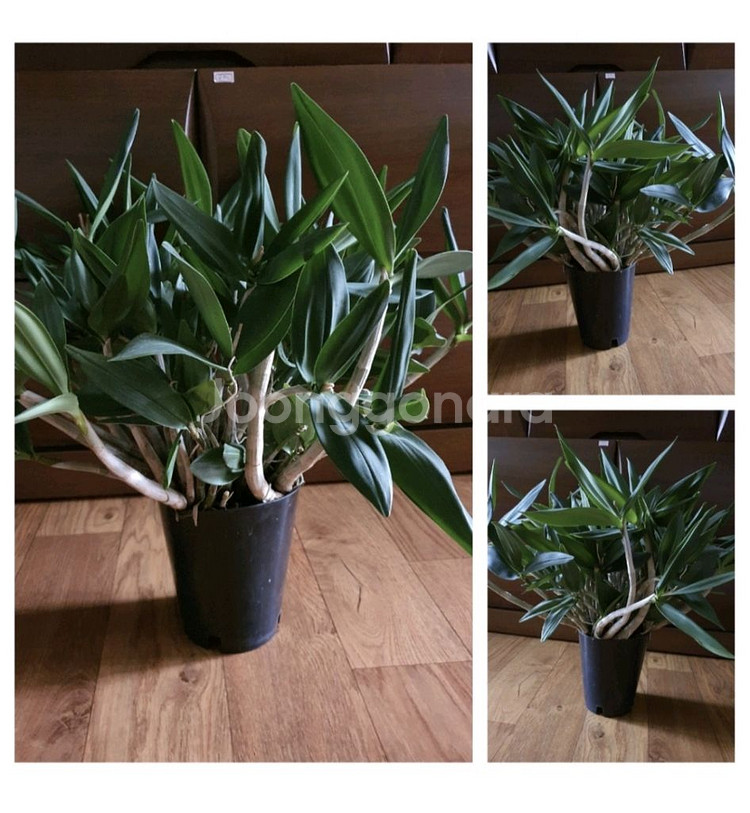 대품긴기아난새로운줄기와잎이계속생겨남저렴히1만원--0