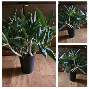 대품긴기아난새로운줄기와잎이계속생겨남저렴히1만원