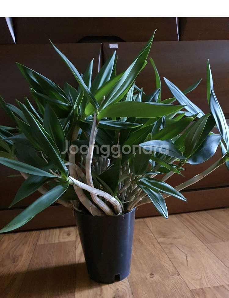 대품긴기아난새로운줄기와잎이계속생겨남저렴히1만원--6