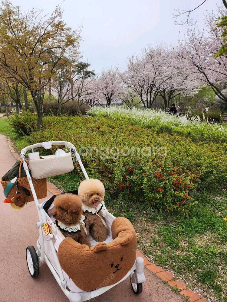 폼포라펫웨건--9
