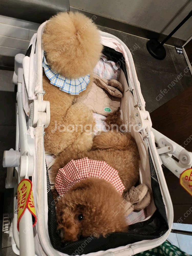 폼포라펫웨건--7