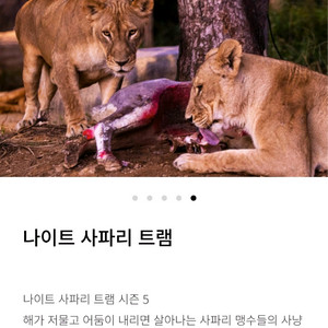 에버랜드 나이트사파리 양도합니다