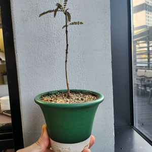 소코트라나 다크폼