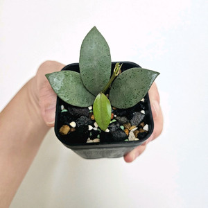 호야 라쿠노사 민트코인(새순뿅)