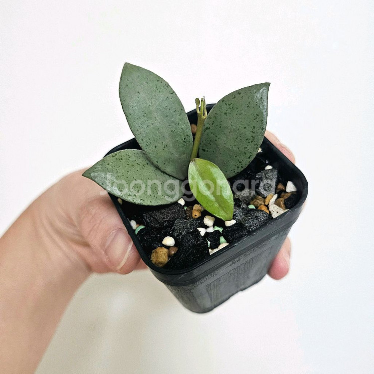 호야 라쿠노사 민트코인(새순뿅)--1