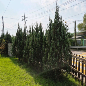 블루엔젤 조경수 울타리목 준공나무