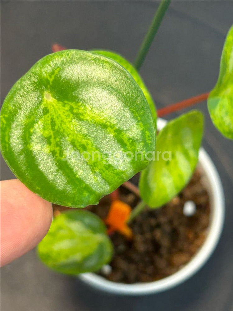 수박페페 산반무늬--0