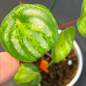 수박페페 산반무늬