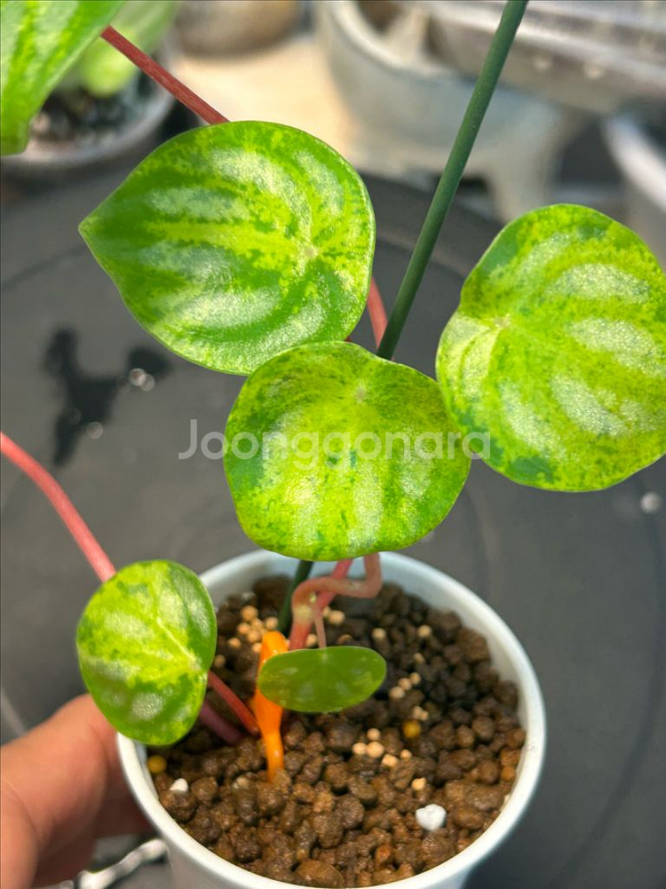 수박페페 산반무늬--1