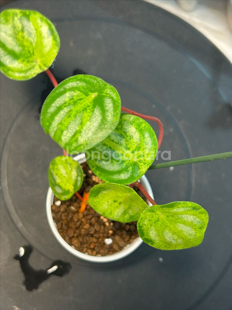 수박페페 산반무늬--2