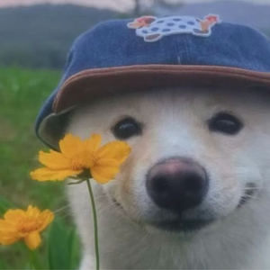 강아지용품