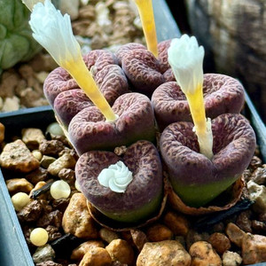 아프리카식물