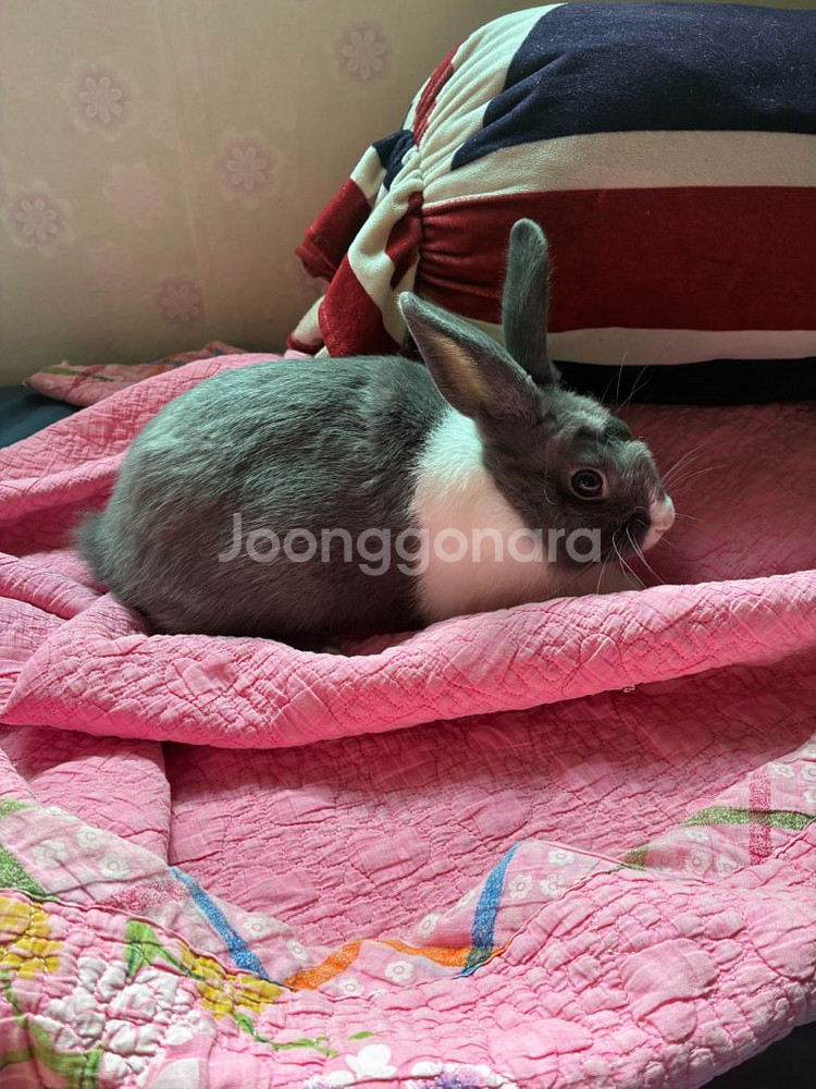 토끼분양합니다 광주 직거레--0