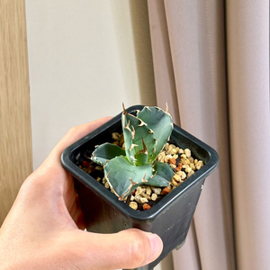 아가베 컴팩트씰