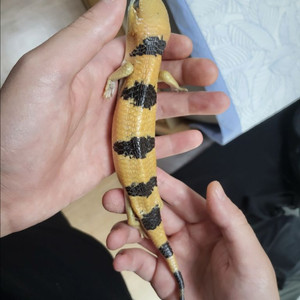 피터슨외스페니쉬립뉴트