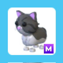 입양하세요 메가 페르시안 고양이